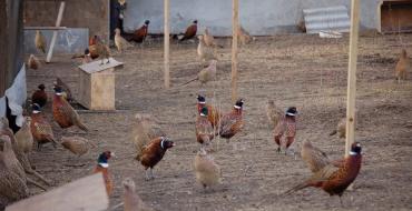 Особенности разведения и выращивания фазанов в домашних условиях