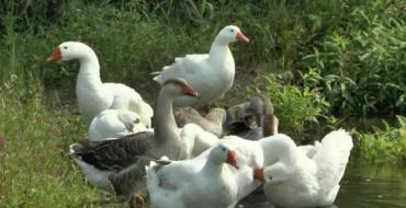 Особенности разведения гусей в домашних условиях для начинающих Кормление и разведение гусей